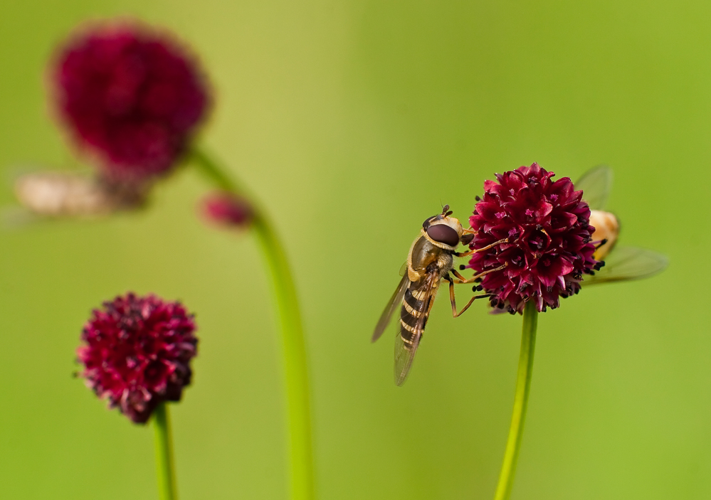 Schwebfliegen - ja, welche Arten ?- ...