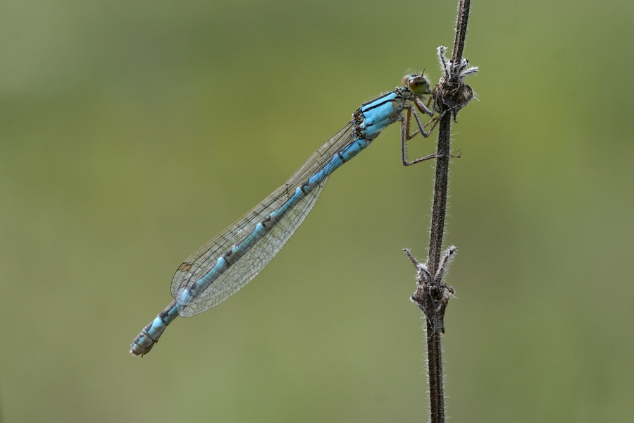 blaue Variante