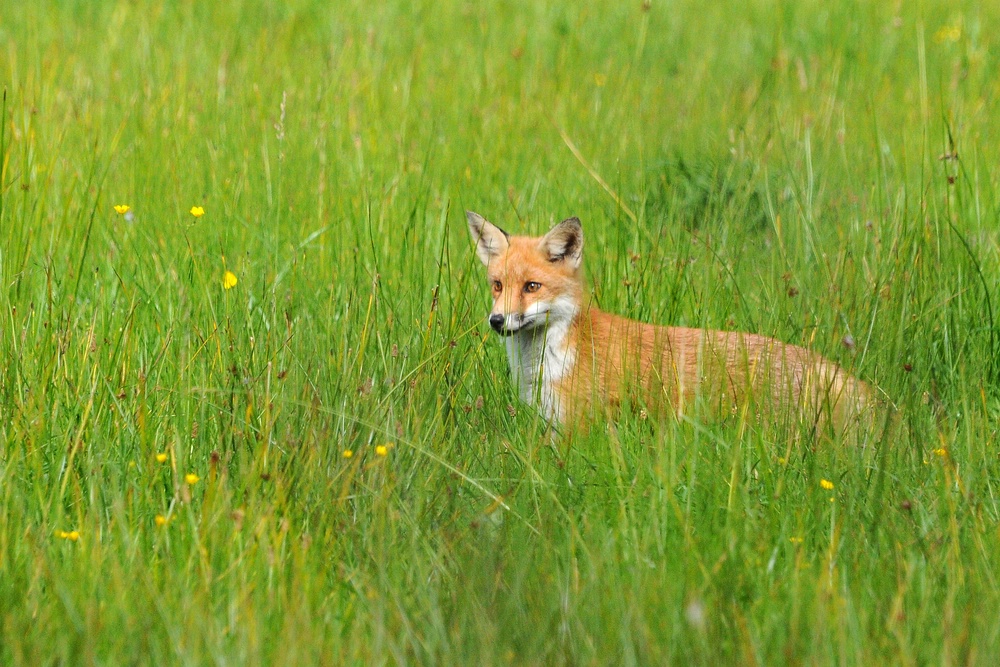 Fuchs 2
