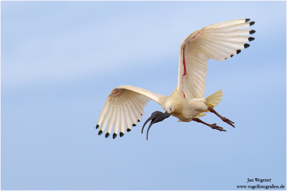 Molukkenibis (Threskiornis molucca) Australian White Ibis
