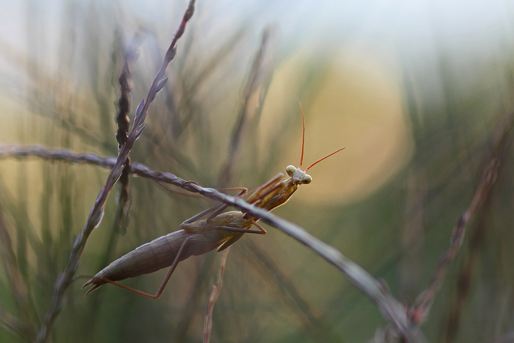 Mantis religiosa Larve