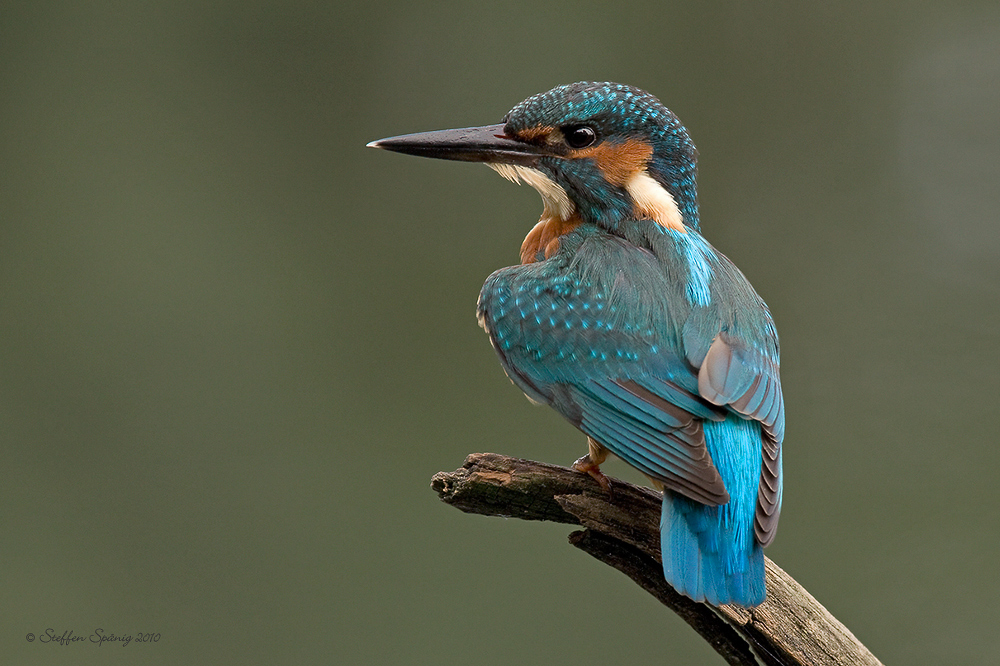 Junger Eisvogel - Mann