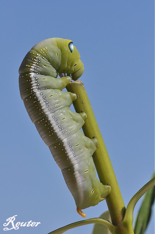 Oleanderschwärmer (Daphnis nerii)