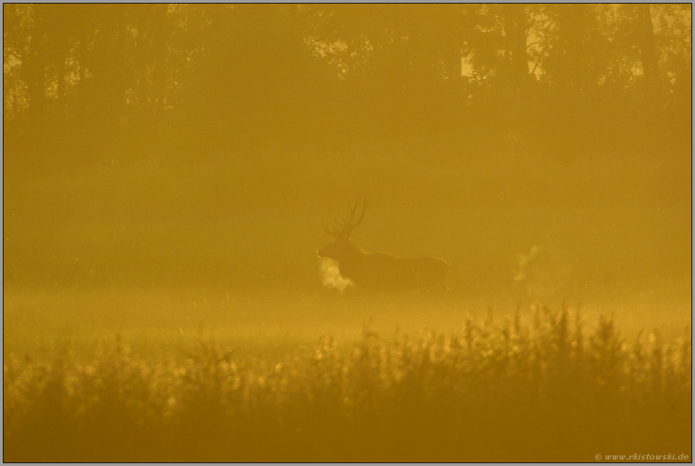 im Gegenlicht... Hirschbrunft *Cervus elaphus