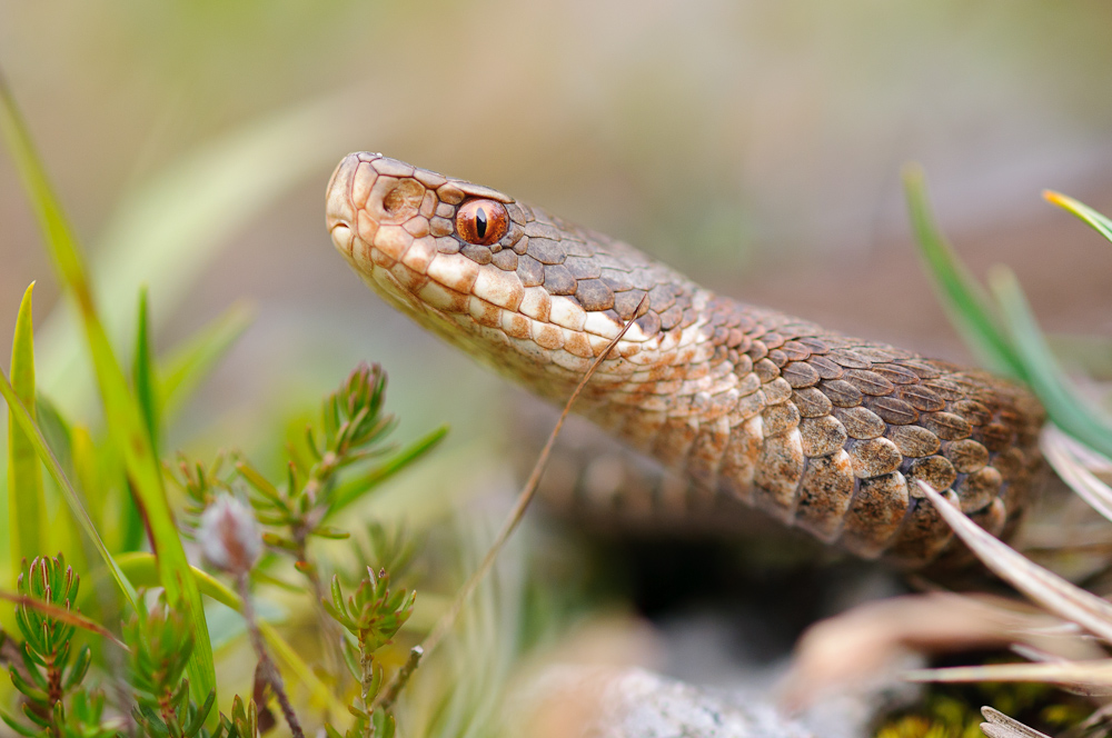 Kreuzotter (Vipera berus)