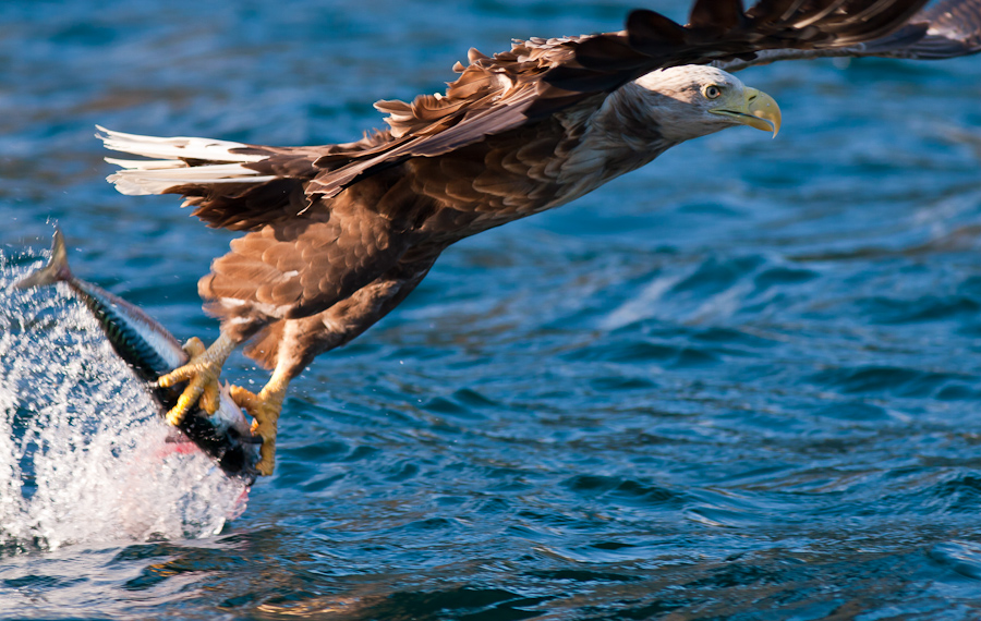 Seeadler ganz nah