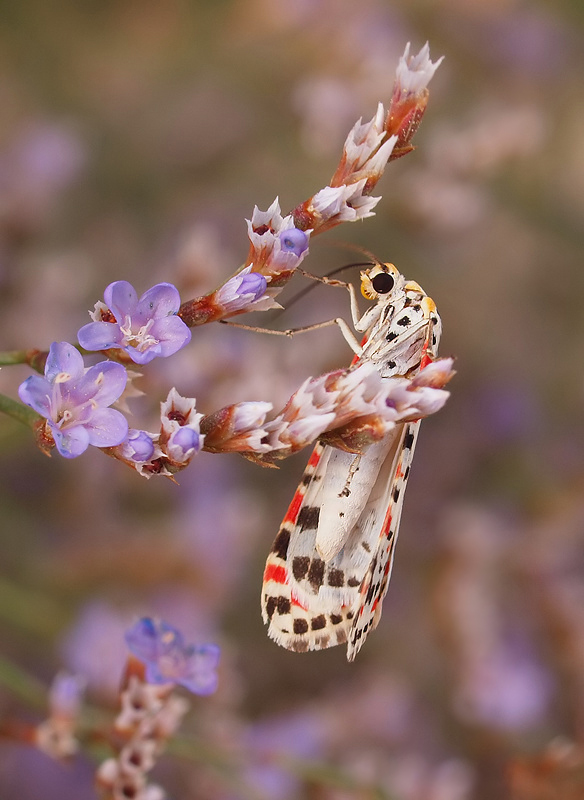 Harlekin- oder Punktbär (Utetheisa pulchella)