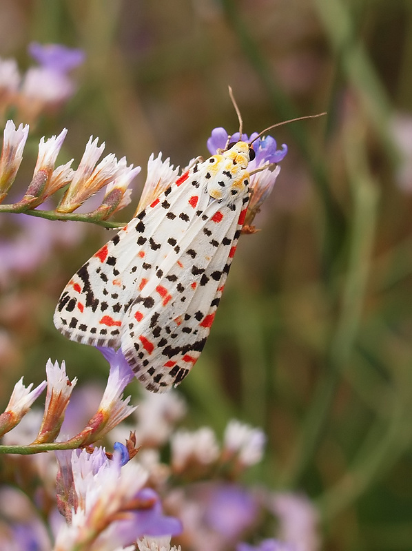 Harlekin- oder Punktbär...(Utetheisa pulchella)