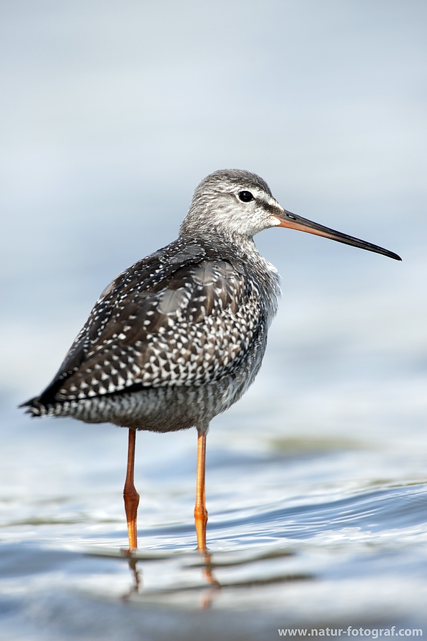 Dunkler Wasserläufer (Tringa erythropus)