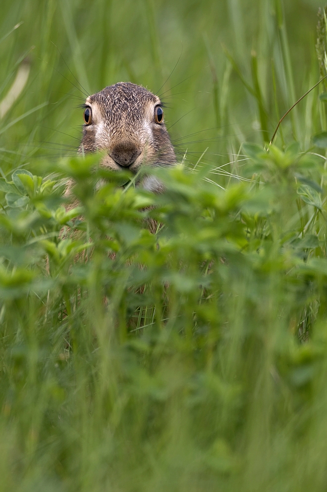 "Till`s Hase"