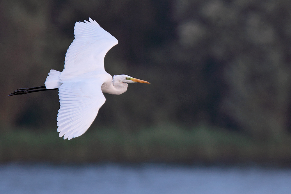 Silberreiher im Flug