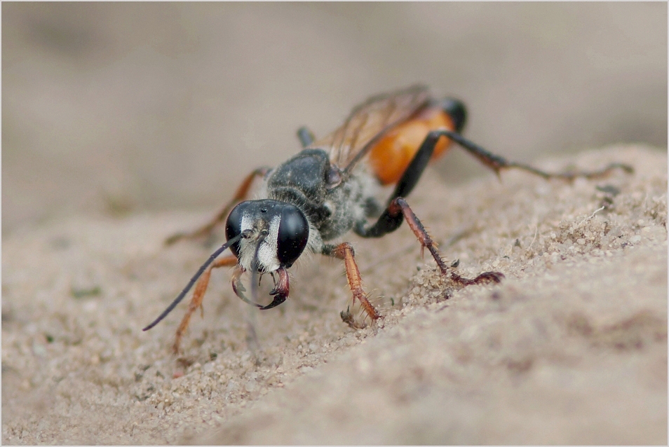 Heuschrecken-Sandwespe  (Sphex funerarius) 1