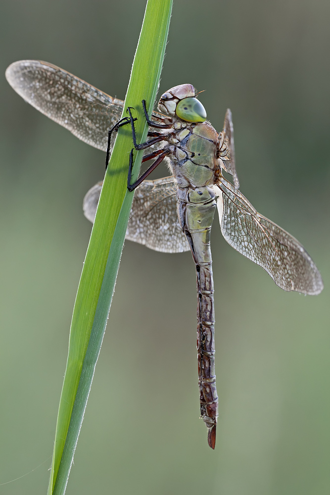Anax imperator