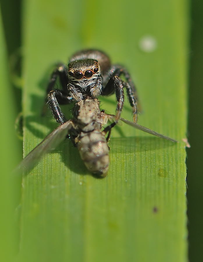 *Schwarze Springspinne (Evarcha arcuata)*