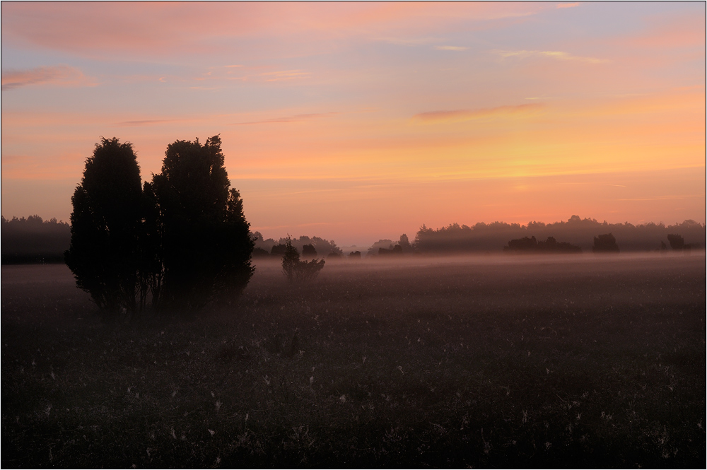 Heide 1