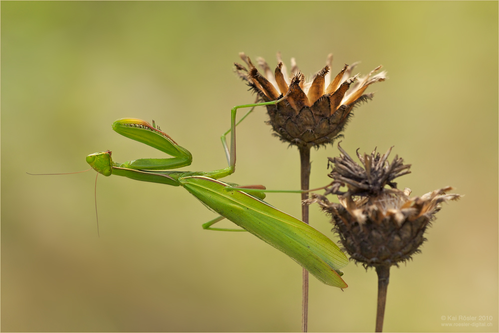 Mantis religiosa