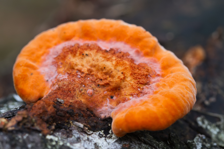 Zinnobertramete (Pycnoporus cinnabarinus)