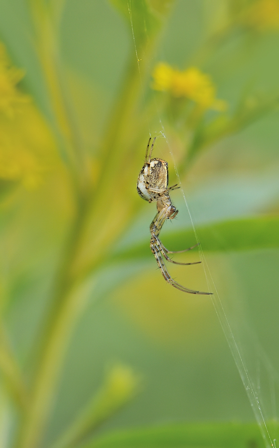 *Herbstspinne am Solidago*