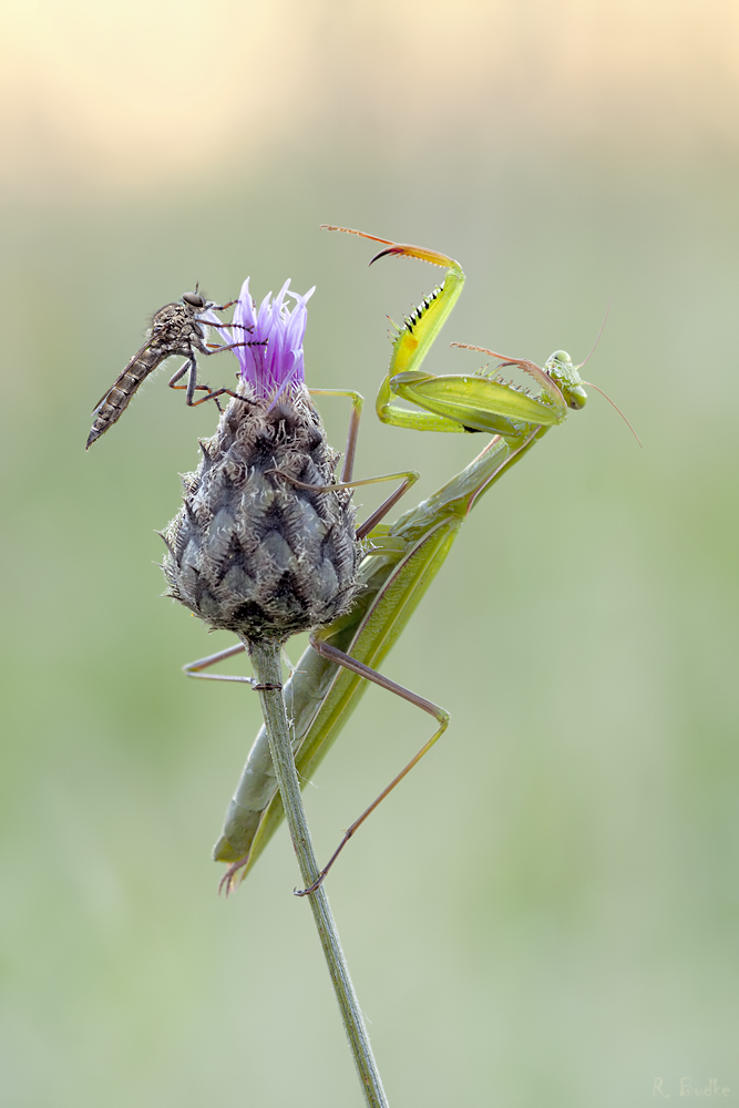 Mantis religiosa