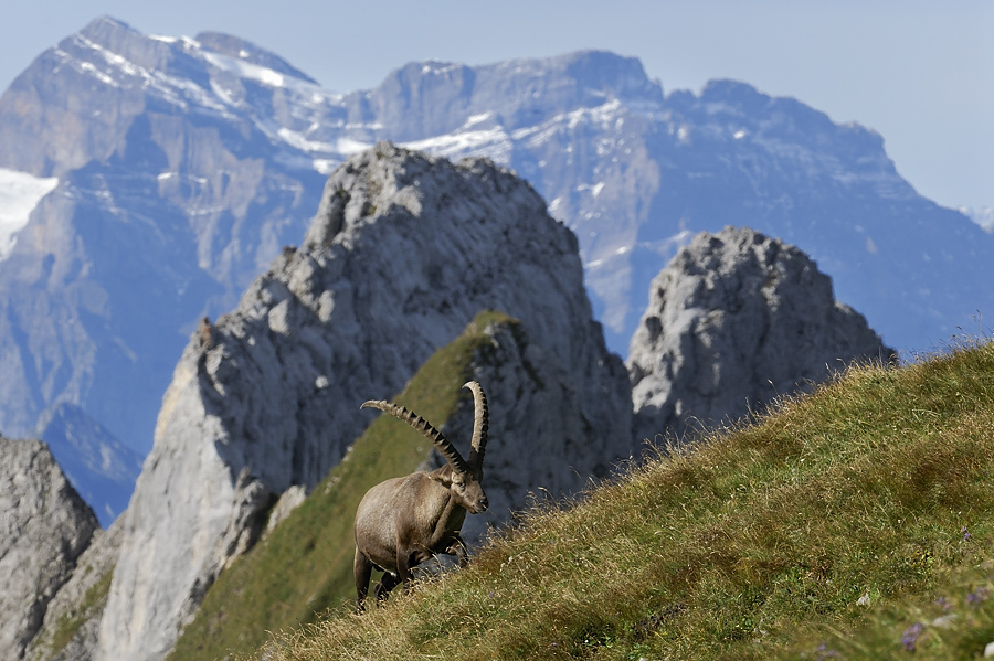 Steinbock  vor Bergkulisse