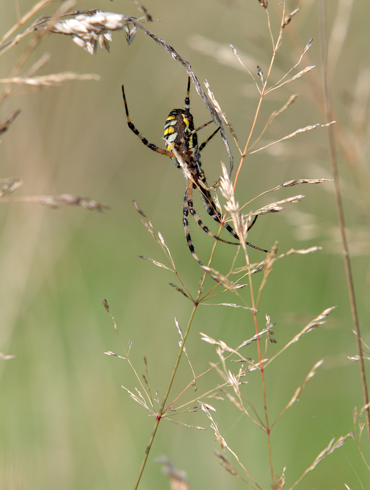 Wepenspinne