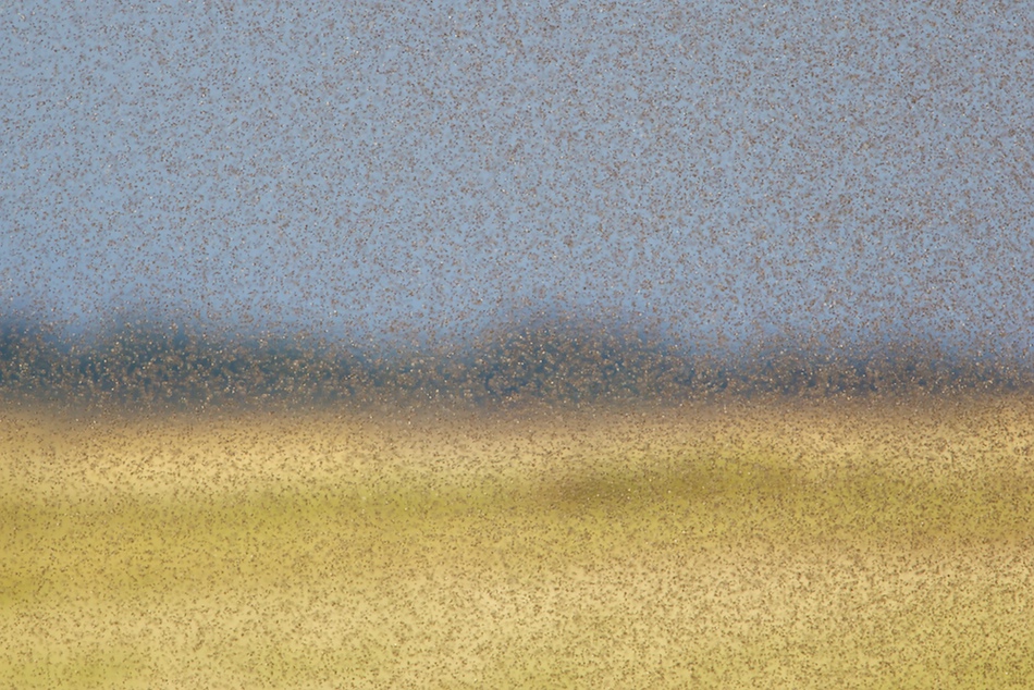 Ameisenflug
