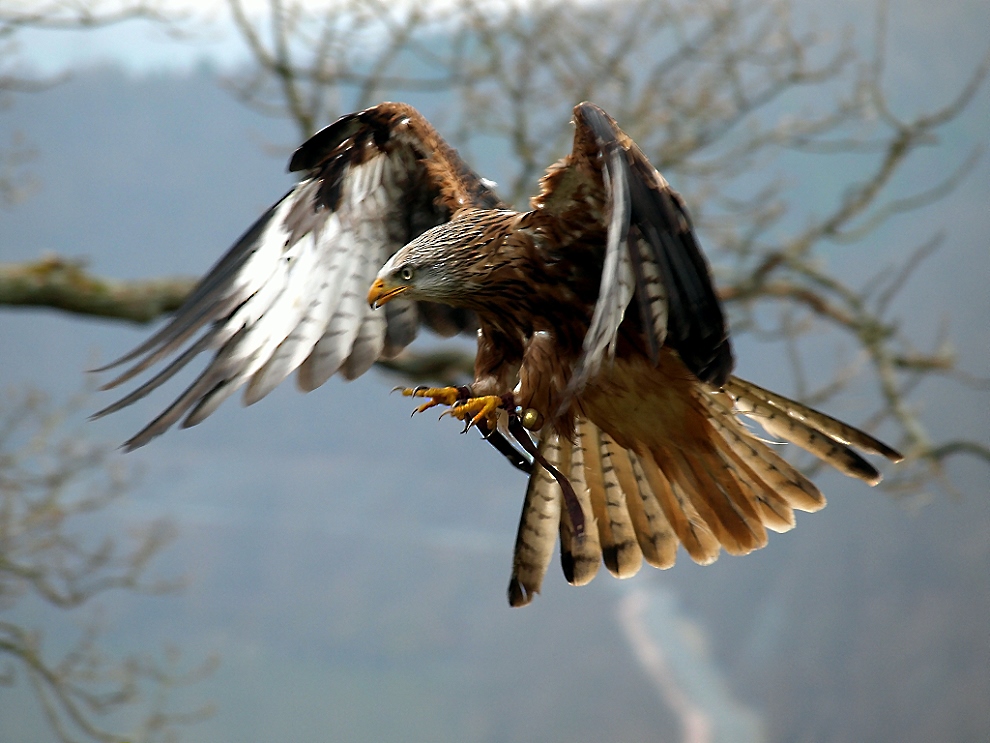 Rotmilan im Flug