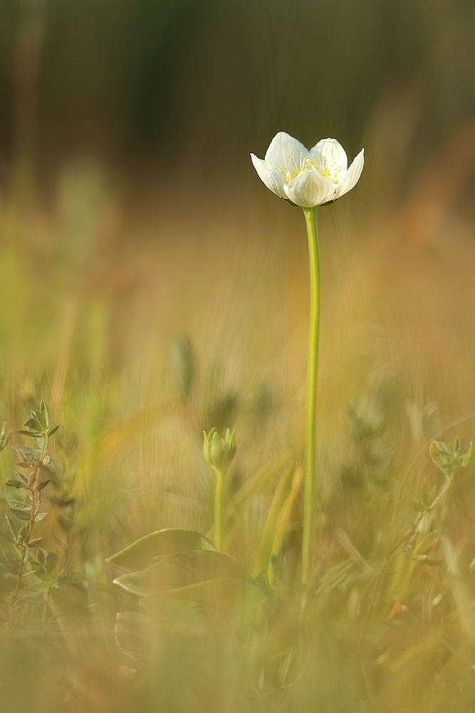 Parnassia III