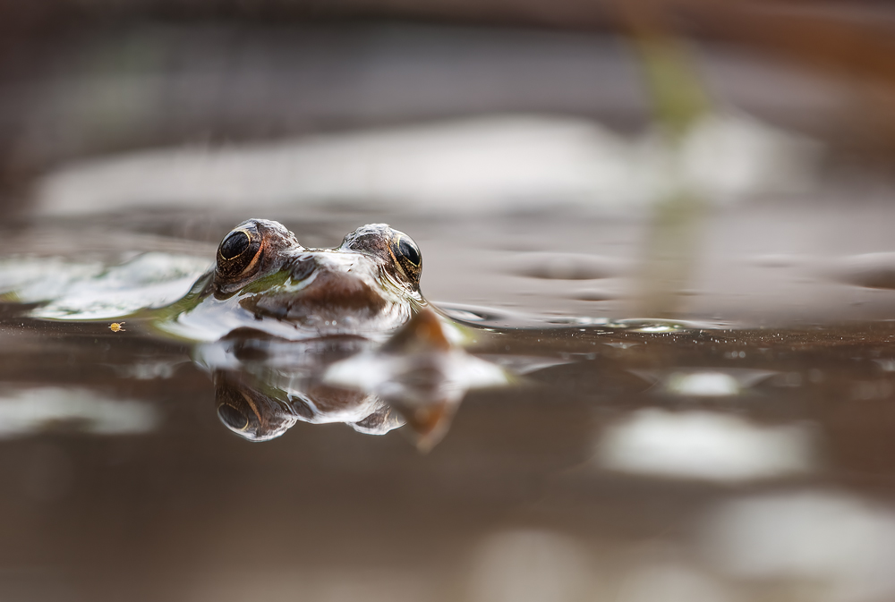 Teichfrosch