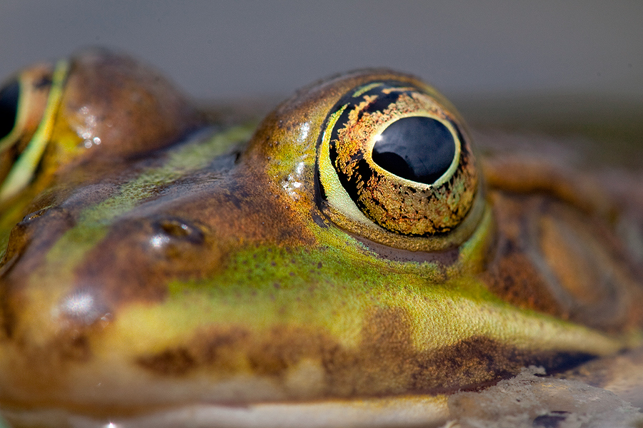ins Auge geblickt ...