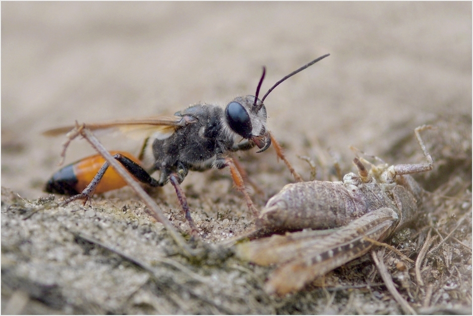 Heuschrecken-Sandwespe  (Sphex funerarius) 2