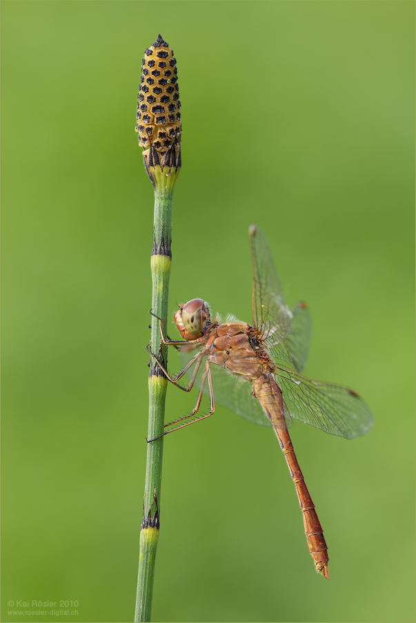 Sympetrum meridionale