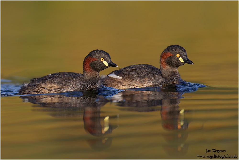 Australischer Zwergtaucher (Tachybaptus novaehollandiae) Australasian Grebe