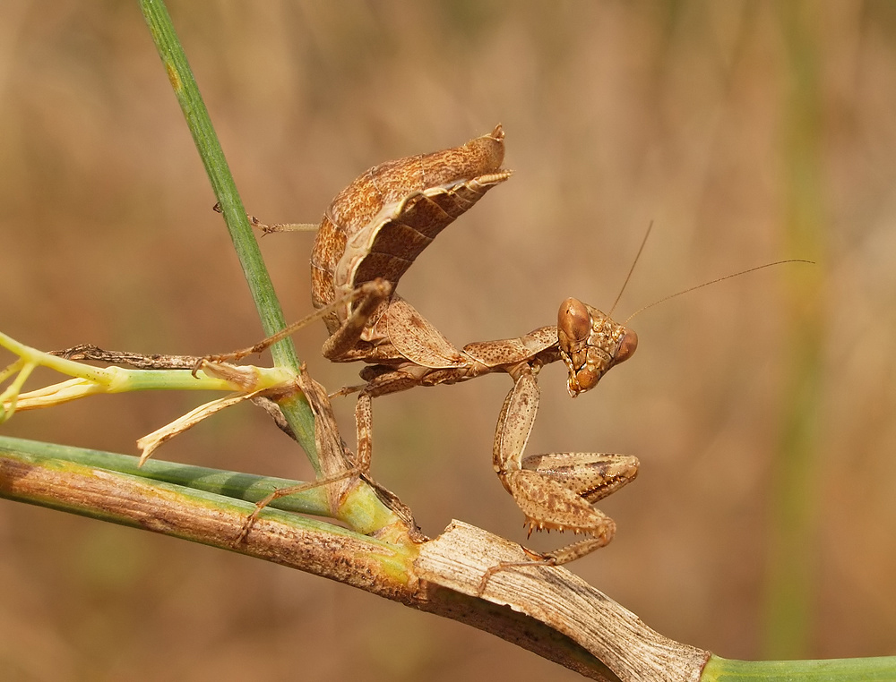 Weibliche FANGSCHRECKE (Ameles spallanzania) (1)