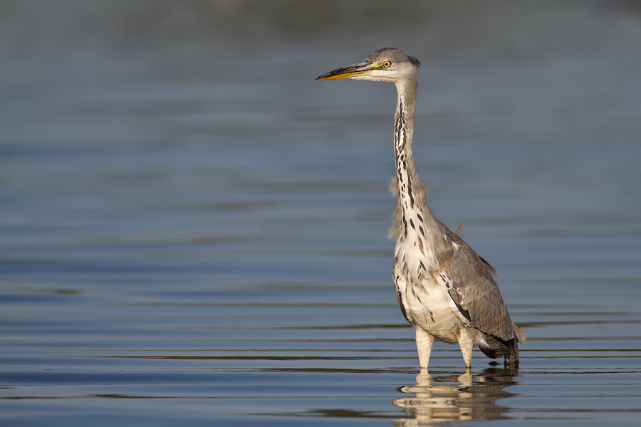 Graureiher (Ardea cinerea)