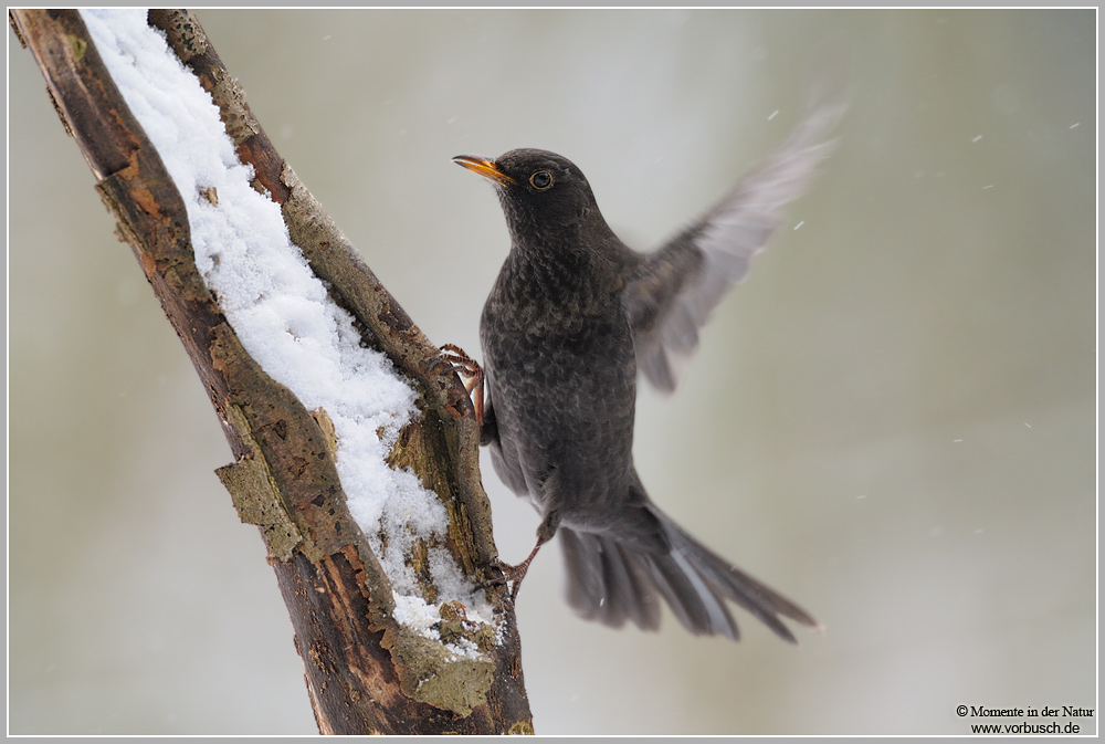 Amsel (Turdus merula)