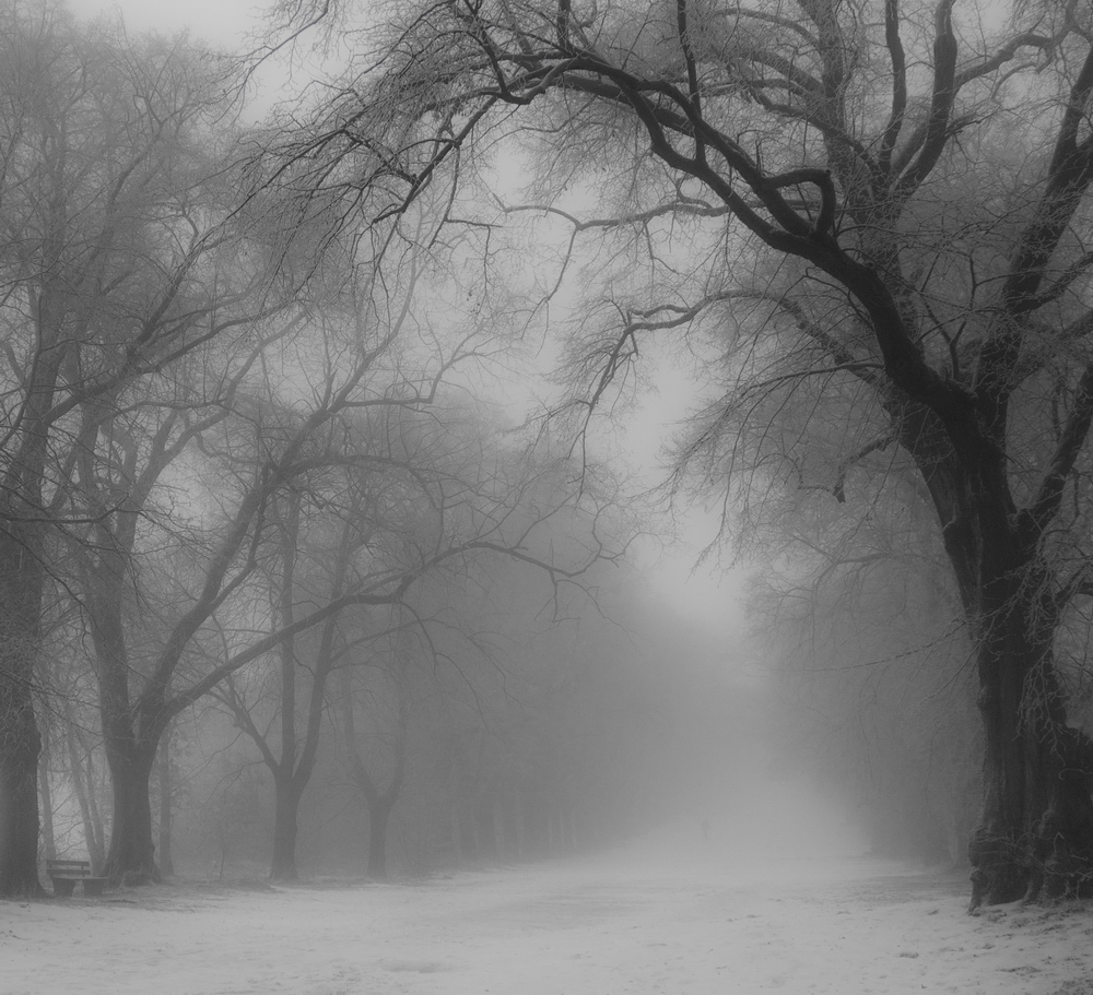 Allee im Nebel (Forum für Naturfotografen)