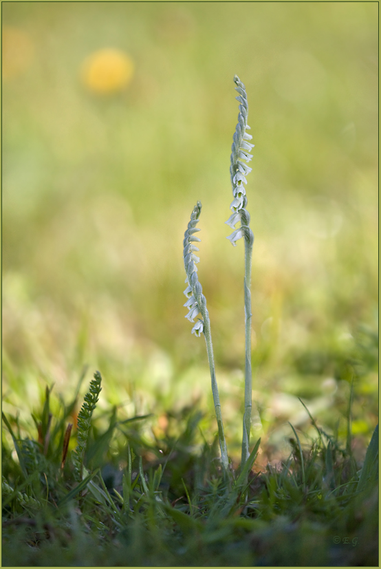 „Spiranthes spiralis mit 