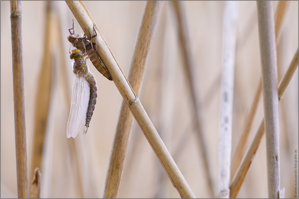 ~ Brachytron pratense ~