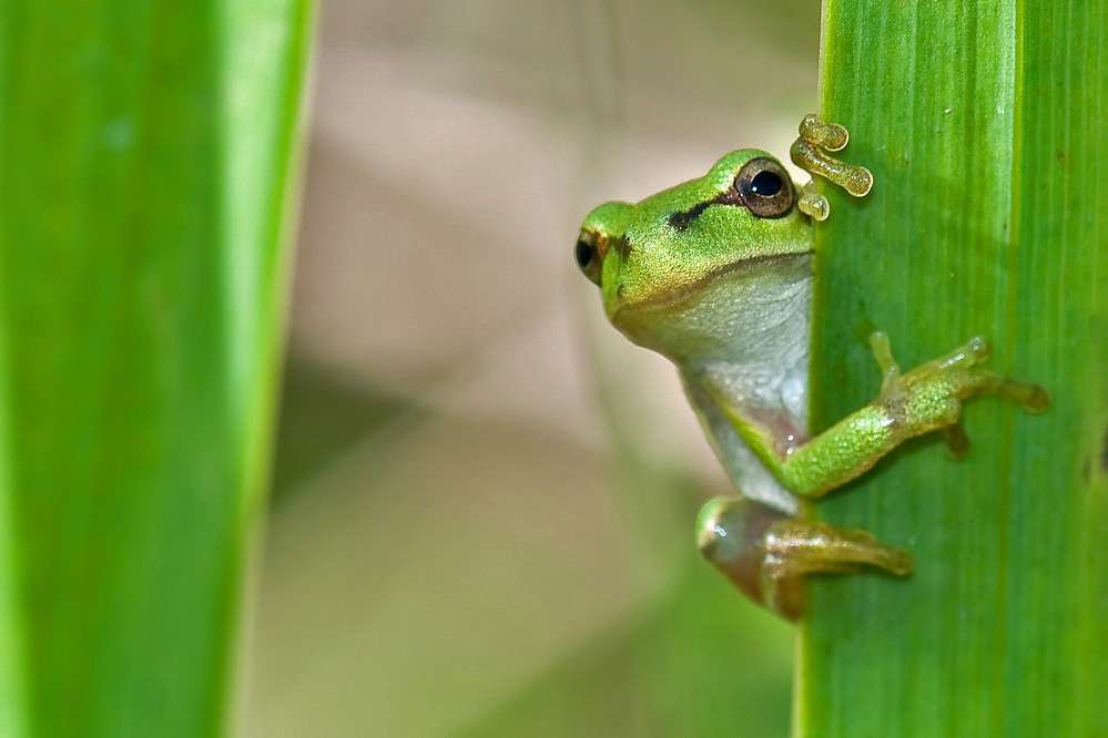 Laubfrosch-Jungtier