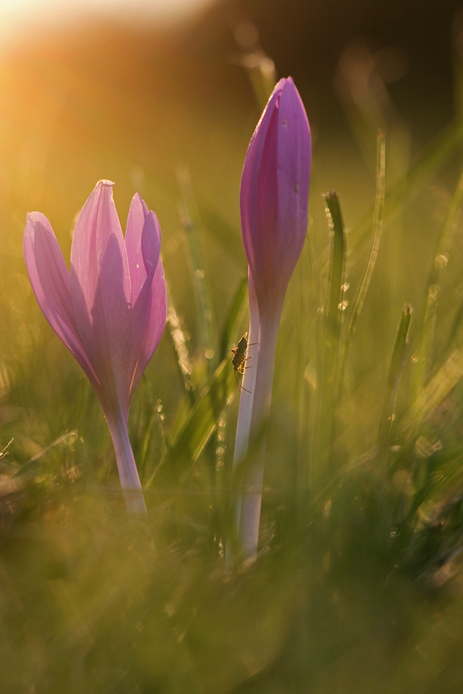 im letzten Licht