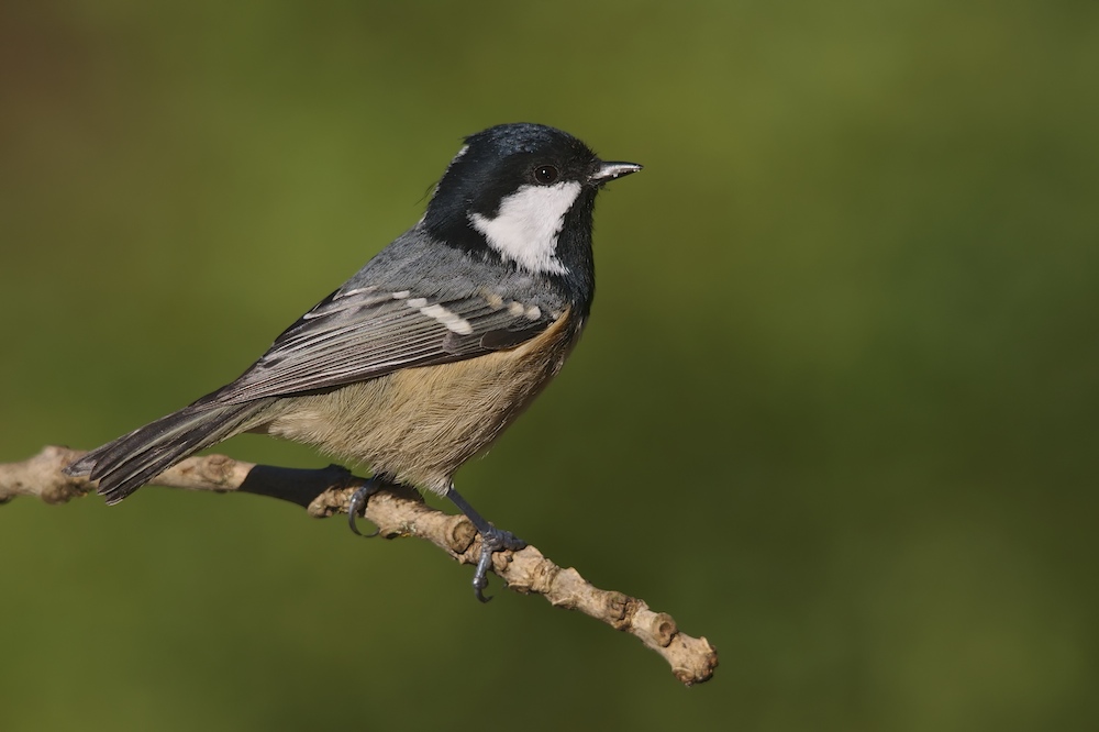 Tannenmeise (parus ater)