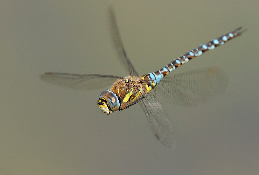 Flugbild