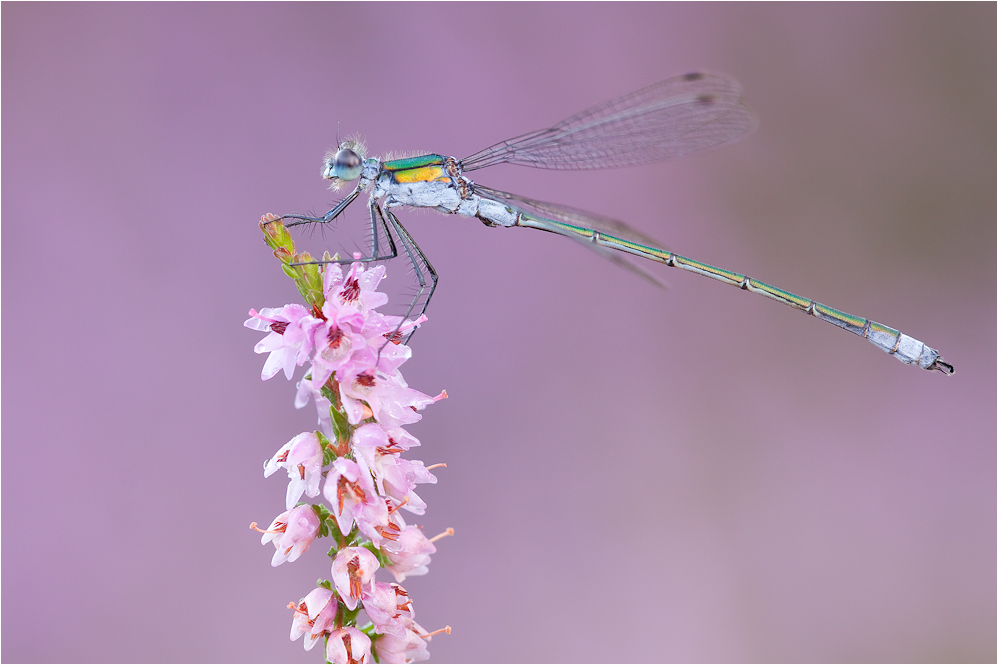 Gemeine Binsenjungfer (Lestes sponsa)