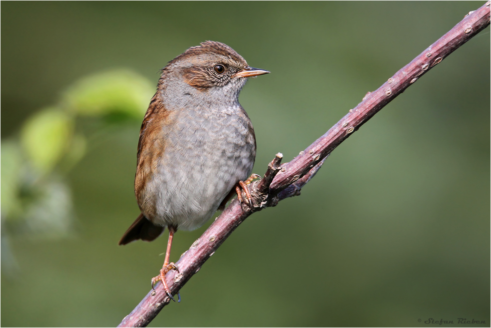 ~ Dunnock ~