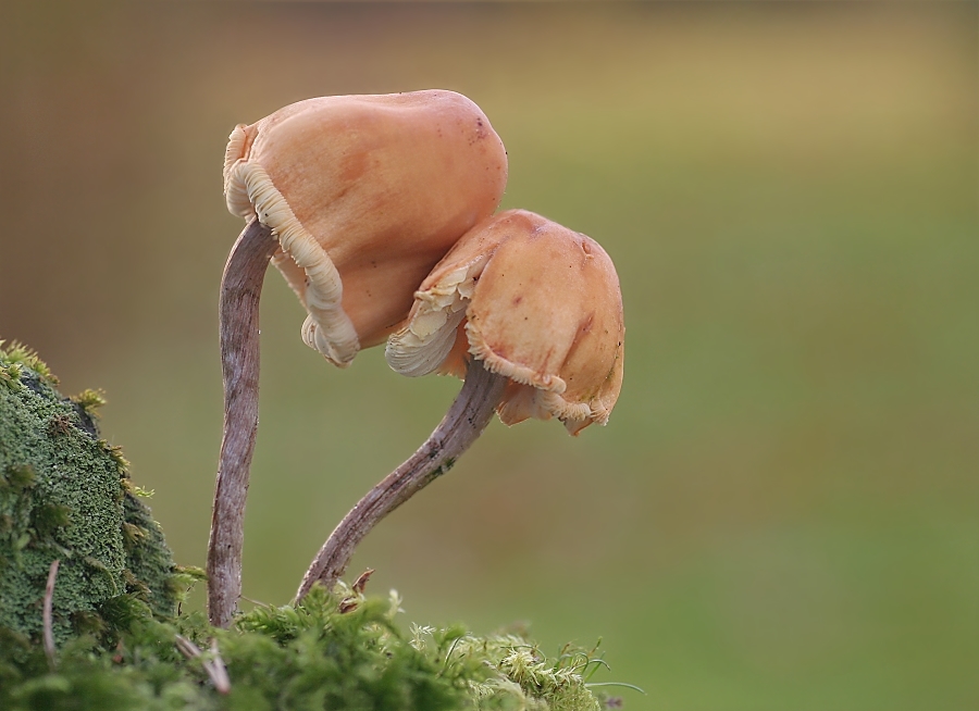 Auch Pilze kuscheln