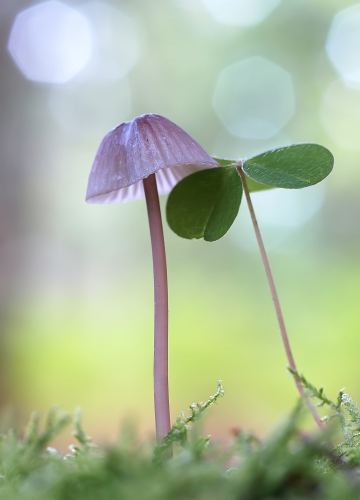 Freunde im Wald