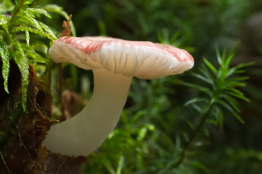 Welcher Pilz ist das?