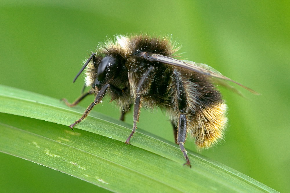 Wiesenhummel