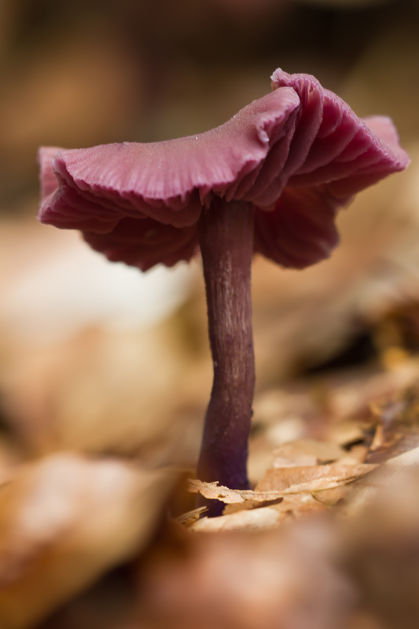 Violetter-Lacktrichterling-(Laccaria-amethystea)